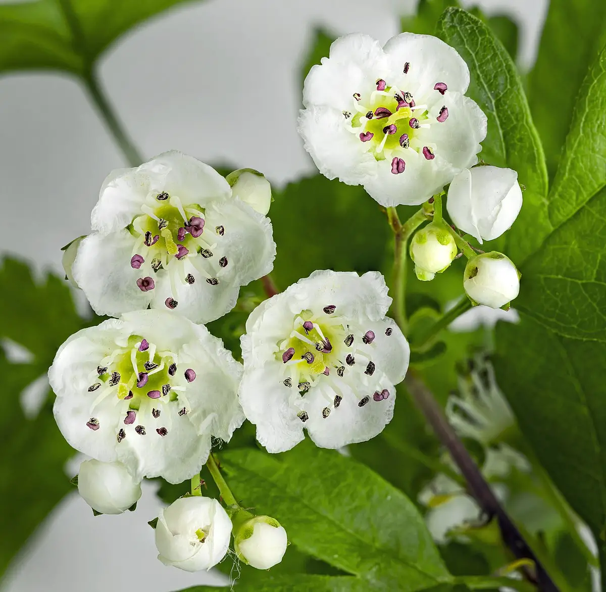 Crataegus monogyna - English Hawthorn, Hawthorn, One-Seed Hawthorn, Single-Seeded Hawthorn