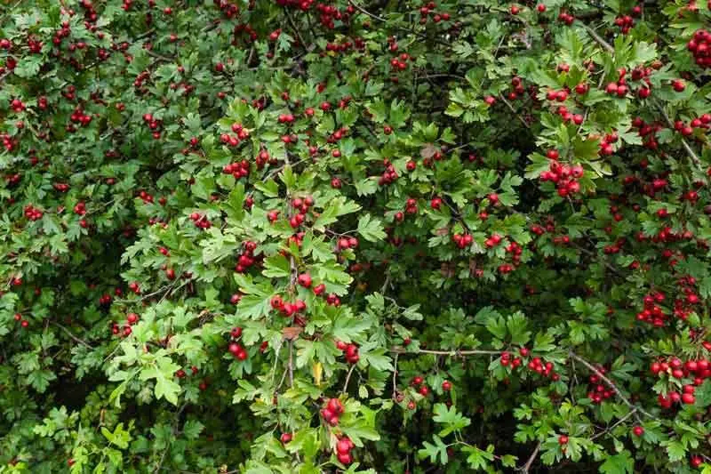Crataegus monogyna - English Hawthorn, Hawthorn, One-Seed Hawthorn, Single-Seeded Hawthorn - Image 3