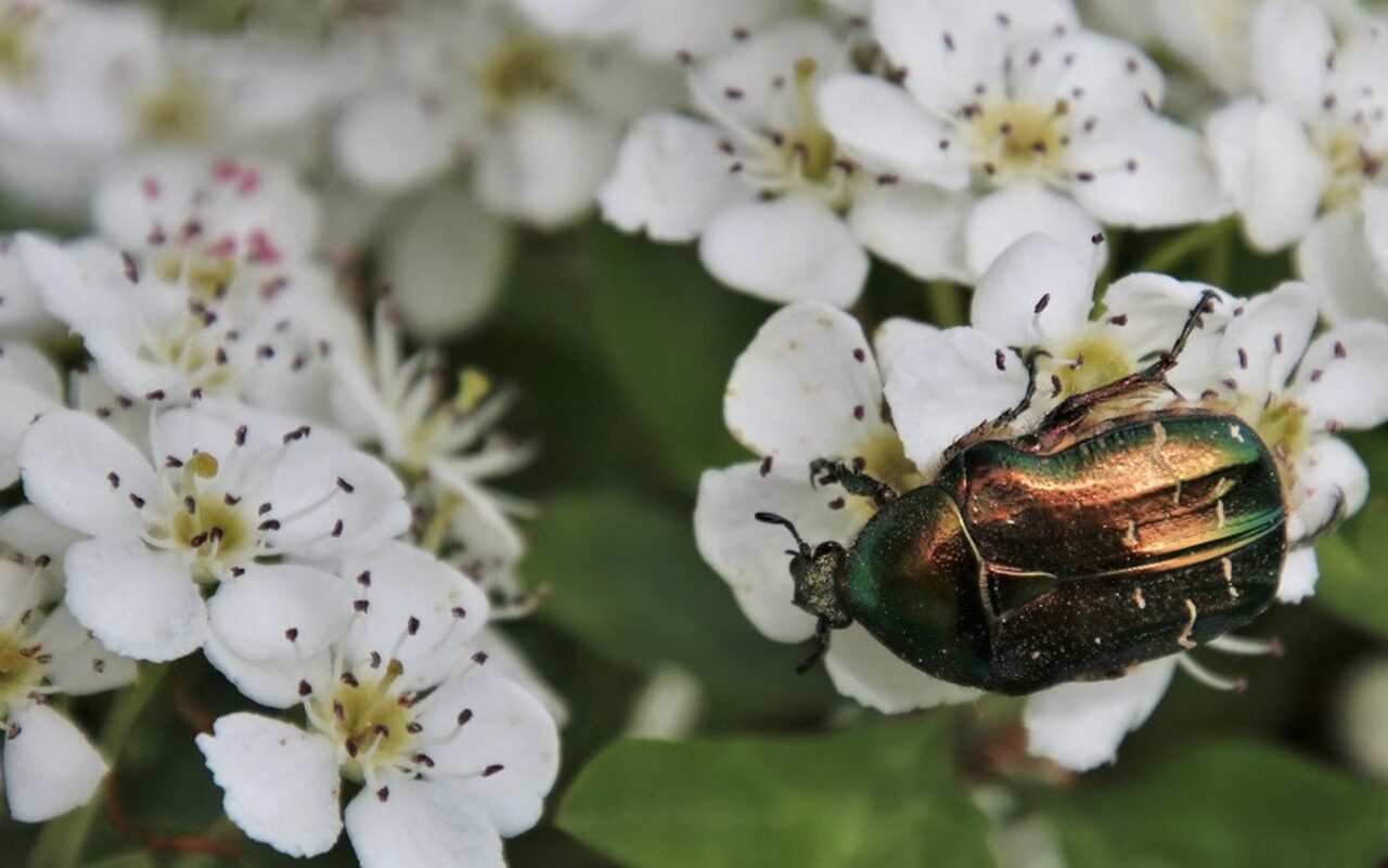 Crataegus monogyna - English Hawthorn, Hawthorn, One-Seed Hawthorn, Single-Seeded Hawthorn - Image 6