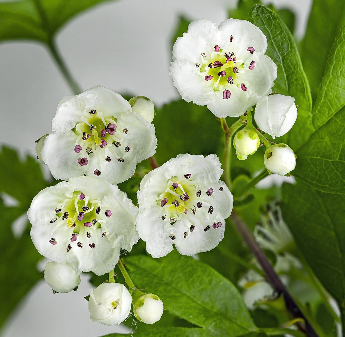 Crataegus monogyna - English Hawthorn, Hawthorn, One-Seed Hawthorn, Single-Seeded Hawthorn - Image 7
