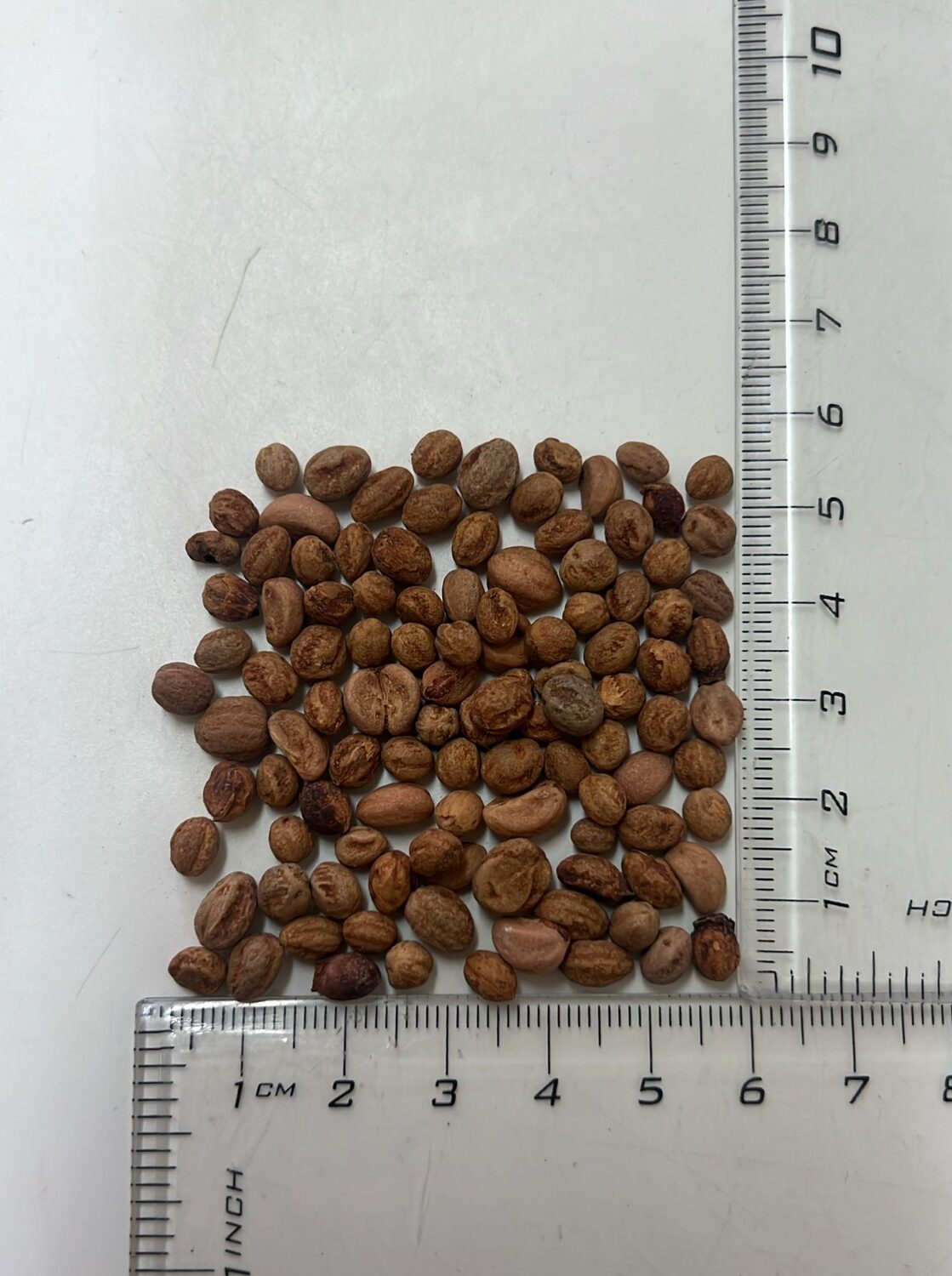 Crataegus monogyna - English Hawthorn, Hawthorn, One-Seed Hawthorn, Single-Seeded Hawthorn - Image 14