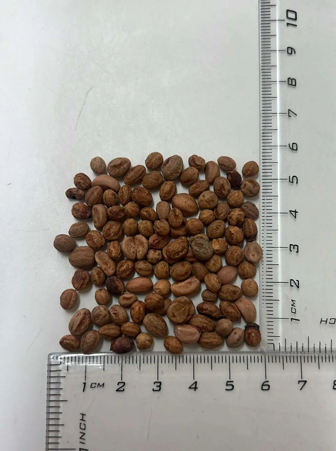 Crataegus monogyna - English Hawthorn, Hawthorn, One-Seed Hawthorn, Single-Seeded Hawthorn - Image 14