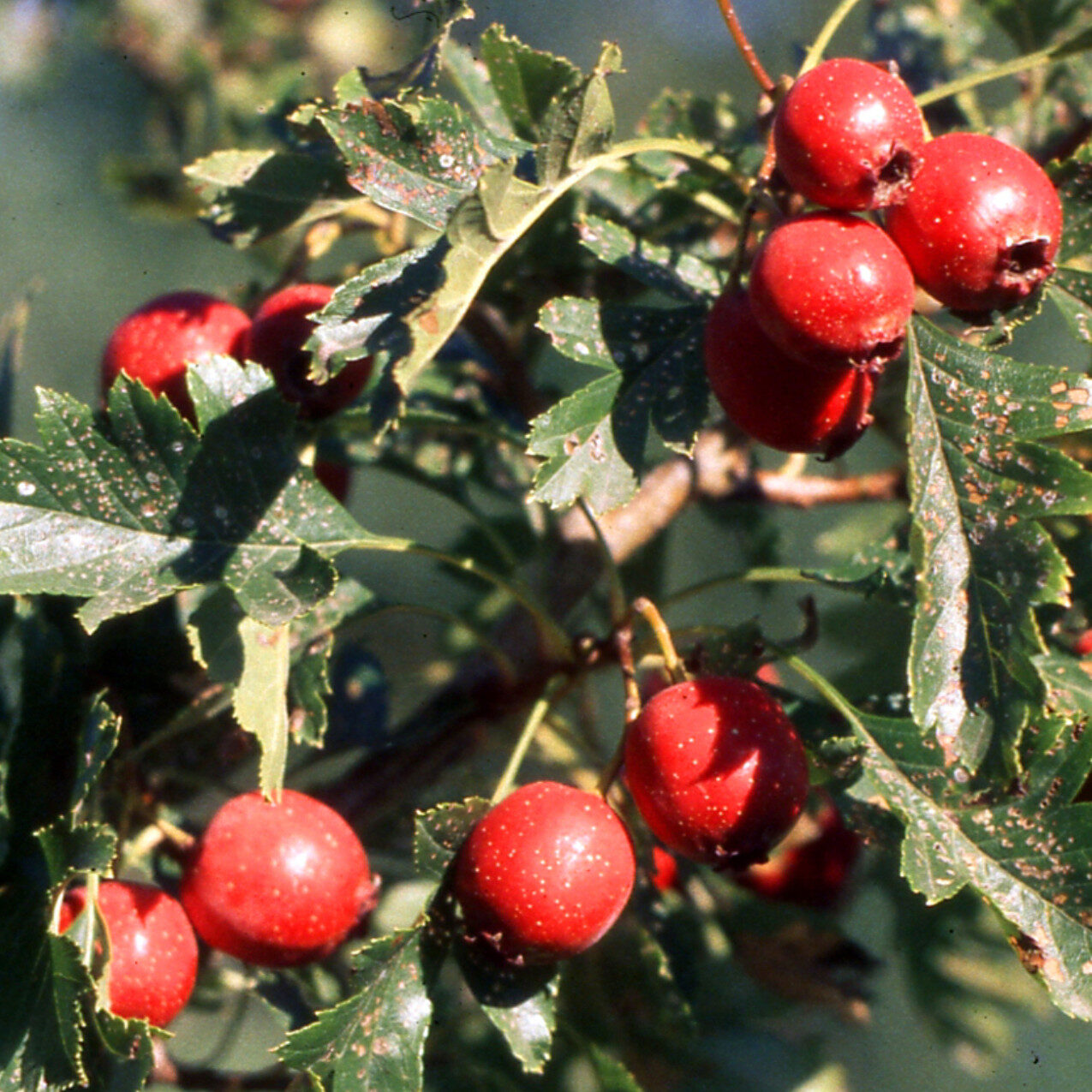 Crataegus pinnatifida - Chinese Hawthorn - Image 6