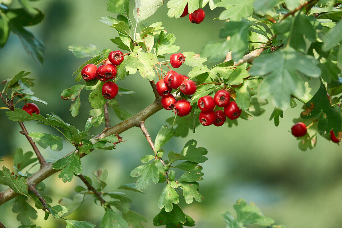 Crataegus pinnatifida - Chinese Hawthorn - Image 7