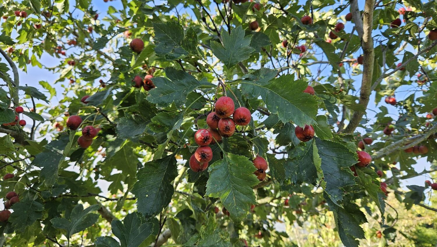 Crataegus pinnatifida - Chinese Hawthorn - Image 9