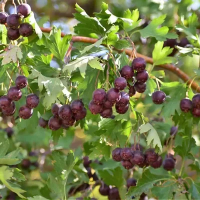 Crataegus songarica / Crataegus fischeri / Crataegus darvasica - Asian Hawthorn