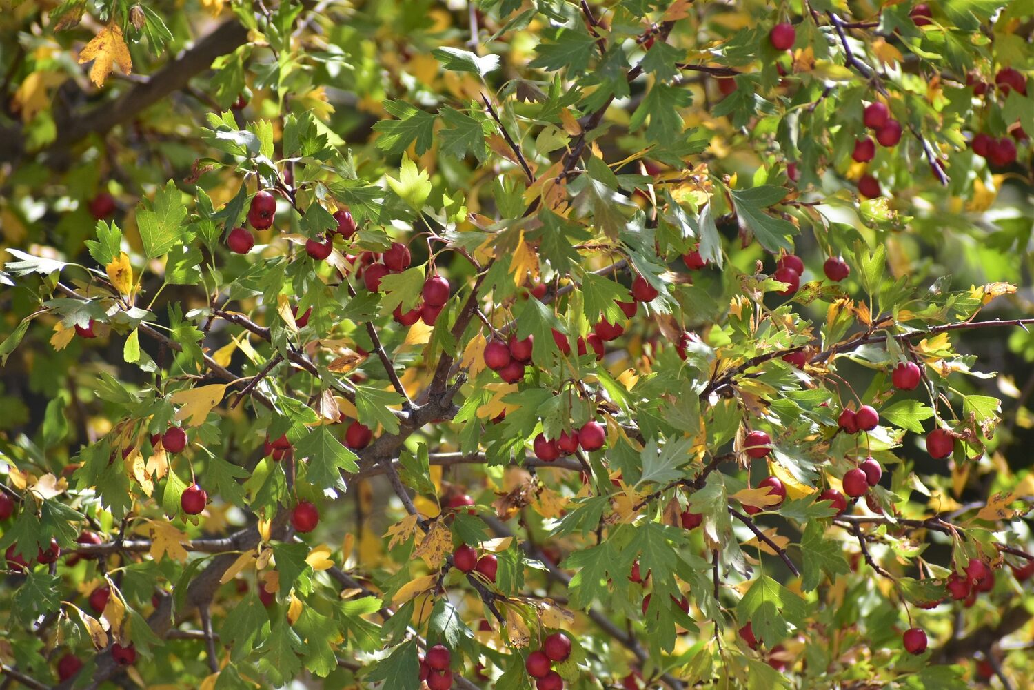 Crataegus songarica / Crataegus fischeri / Crataegus darvasica - Asian Hawthorn - Image 2