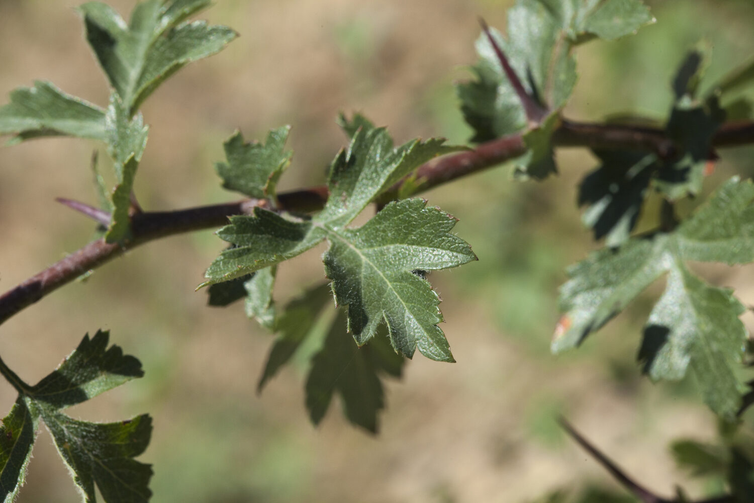 Crataegus songarica / Crataegus fischeri / Crataegus darvasica - Asian Hawthorn - Image 3