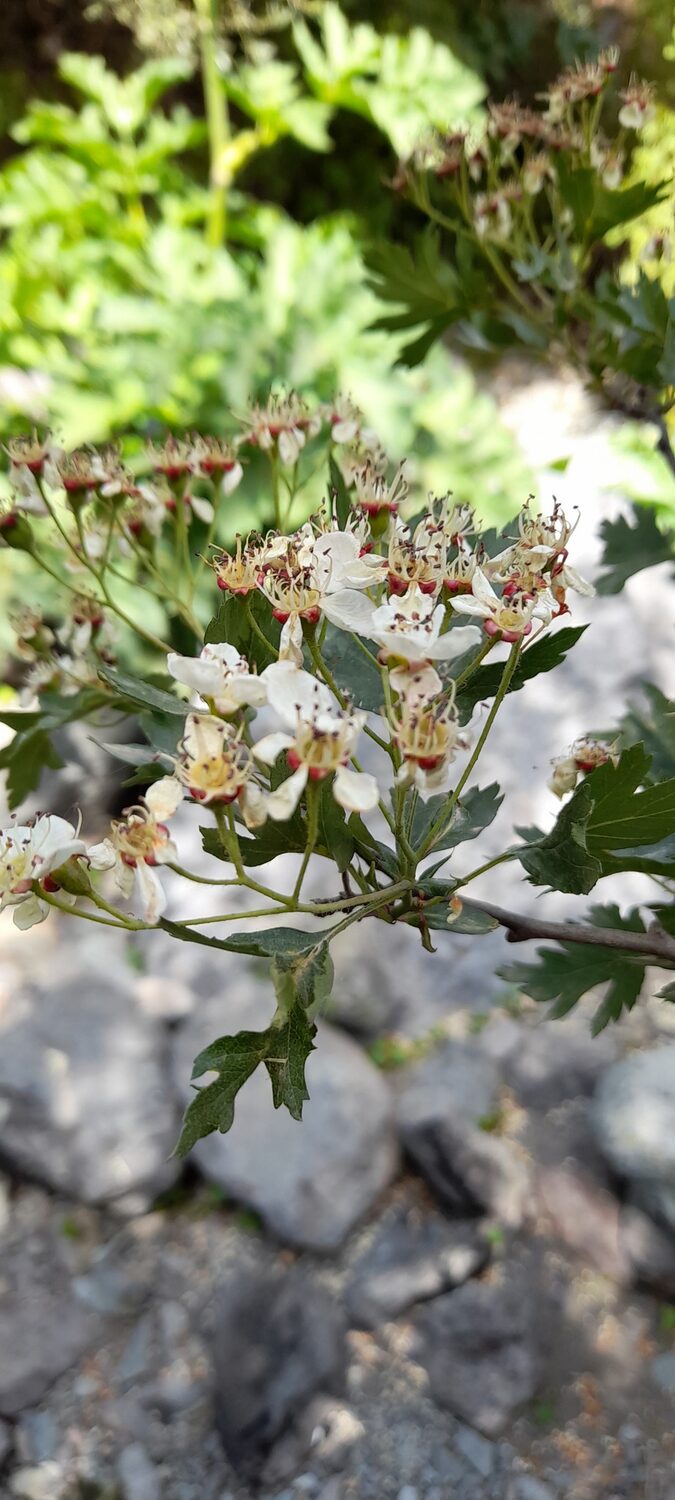 Crataegus songarica / Crataegus fischeri / Crataegus darvasica - Asian Hawthorn - Image 5