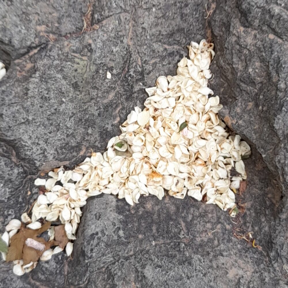 Crataegus songarica / Crataegus fischeri / Crataegus darvasica - Asian Hawthorn - Image 7