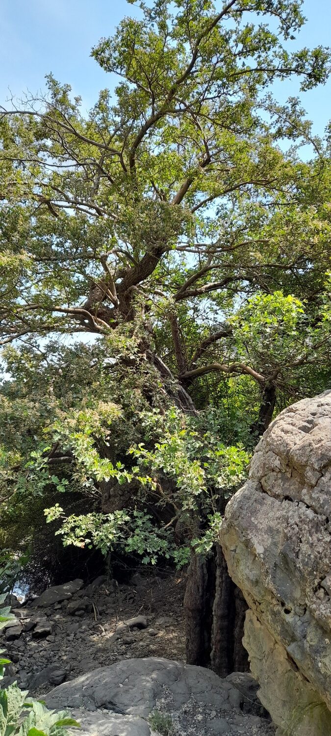Crataegus songarica / Crataegus fischeri / Crataegus darvasica - Asian Hawthorn - Image 8