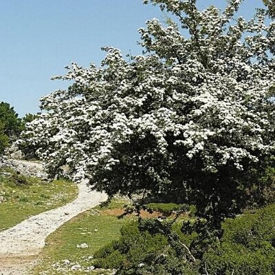 Crataegus ssp. Mix - Hawthorn, Quickthorn, Thornapple, May-Tree, Whitethorn, Hawberry