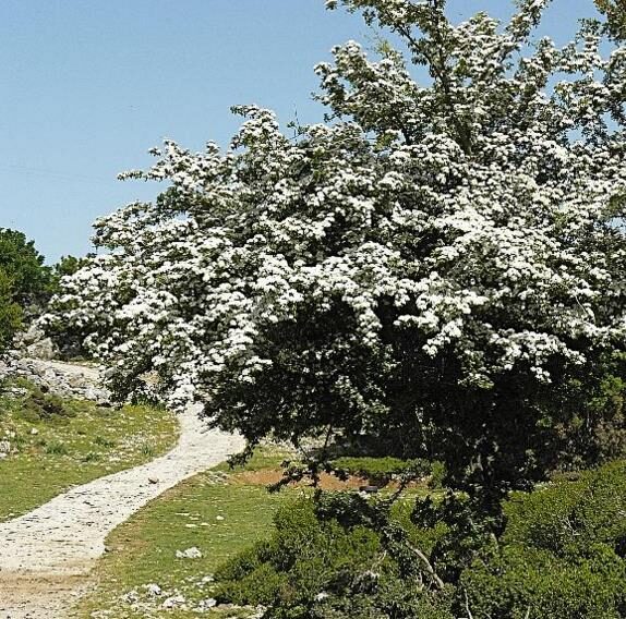 Crataegus ssp. Mix - Hawthorn, Quickthorn, Thornapple, May-Tree, Whitethorn, Hawberry