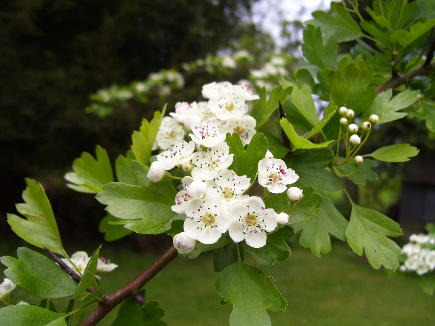 Crataegus ssp. Mix - Hawthorn, Quickthorn, Thornapple, May-Tree, Whitethorn, Hawberry - Image 2