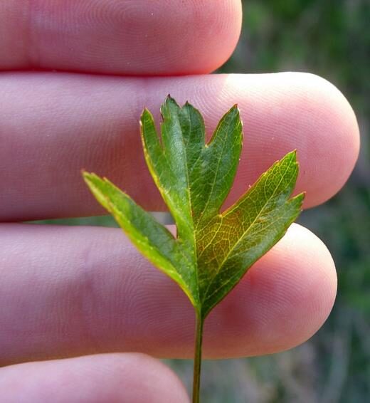 Crataegus ssp. Mix - Hawthorn, Quickthorn, Thornapple, May-Tree, Whitethorn, Hawberry - Image 3