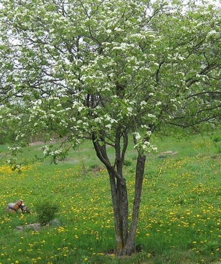 Crataegus ssp. Mix - Hawthorn, Quickthorn, Thornapple, May-Tree, Whitethorn, Hawberry - Image 4