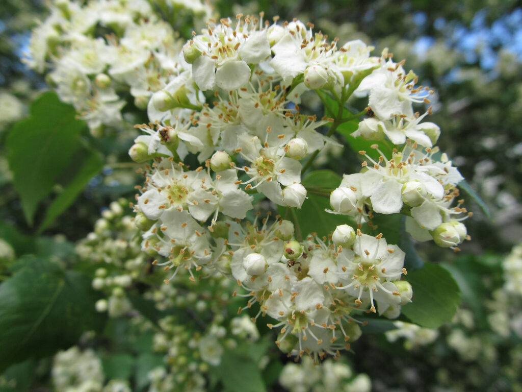 Crataegus ssp. Mix - Hawthorn, Quickthorn, Thornapple, May-Tree, Whitethorn, Hawberry - Image 5
