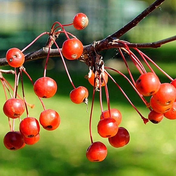 Crataegus ssp. Mix - Hawthorn, Quickthorn, Thornapple, May-Tree, Whitethorn, Hawberry - Image 6