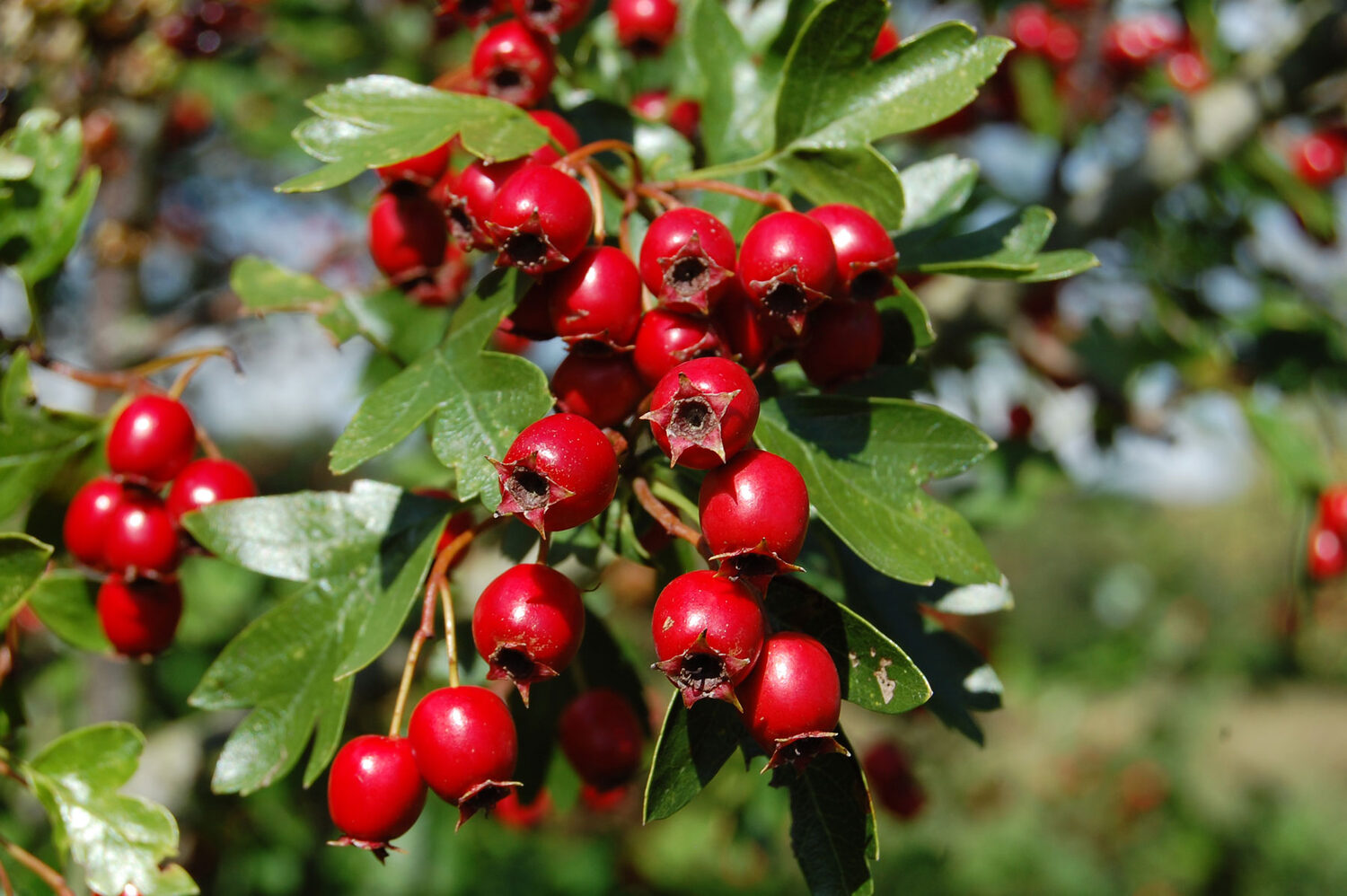 Crataegus ssp. Mix - Hawthorn, Quickthorn, Thornapple, May-Tree, Whitethorn, Hawberry - Image 7