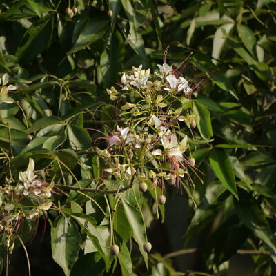 Crateva adansonii - Sacred Barna Tree, Varun