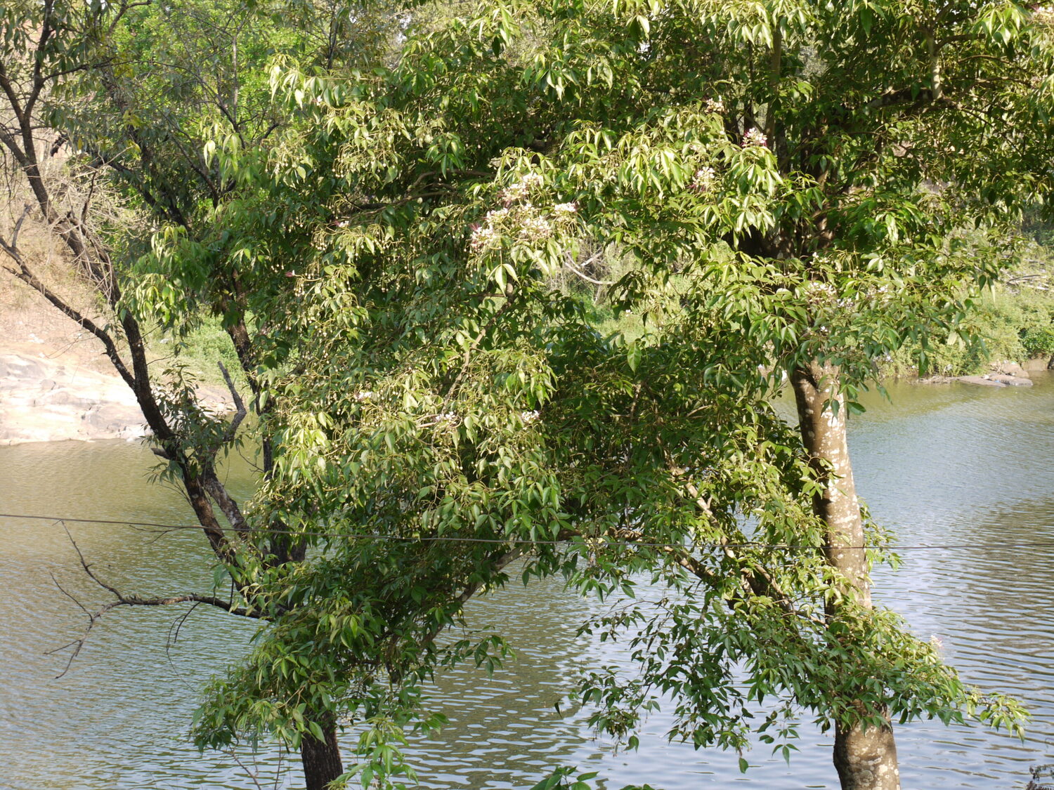 Crateva adansonii - Sacred Barna Tree, Varun - Image 3