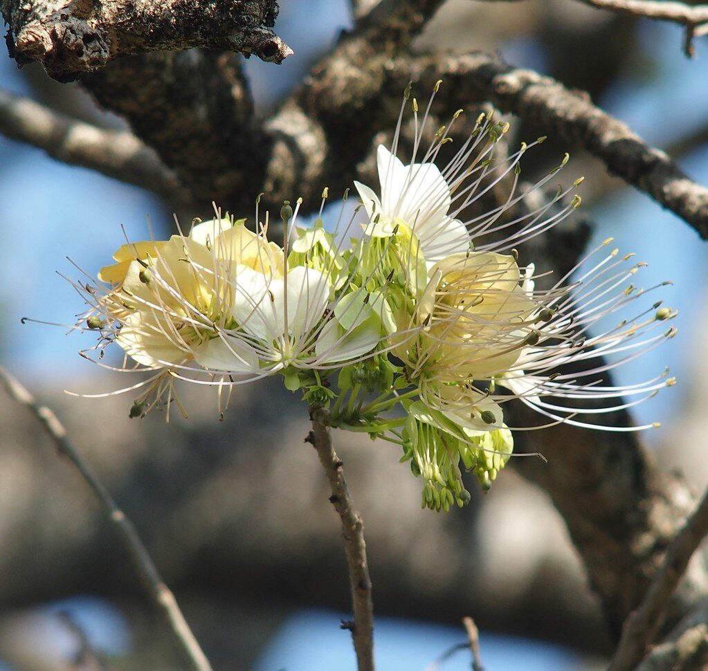 Crateva adansonii - Sacred Barna Tree, Varun - Image 5