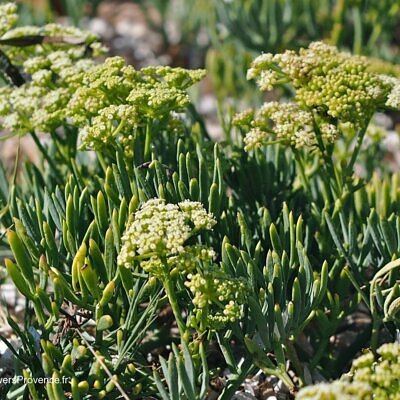 Crithmum maritimum - Rock Samphire, Mediterranean Sea Fennel, Samphire of the Rocks