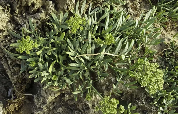 Samohire Tree Crithmum maritimum - Rock Samphire, Mediterranean Sea Fennel, Samphire ...
