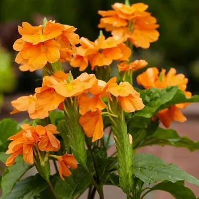 Crossandra infundibuliformis - Orange Marmalade, Firecracker Flower