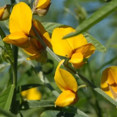 Crotalaria juncea - Indian Hemp