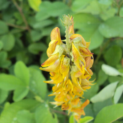 Crotalaria pallida - Smooth Rattlebox, Smooth crotalaria, Ajaemile, Striped Crotalaria