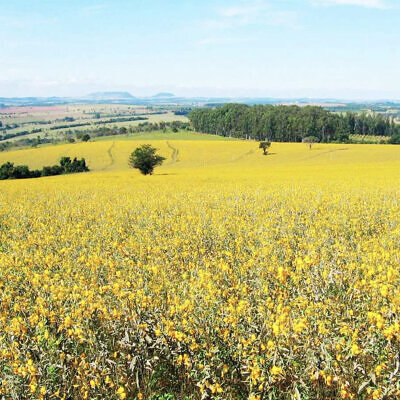 Crotalaria spectabilis - Rattlebox, Showy Crotalaria, Showy Rattlebox