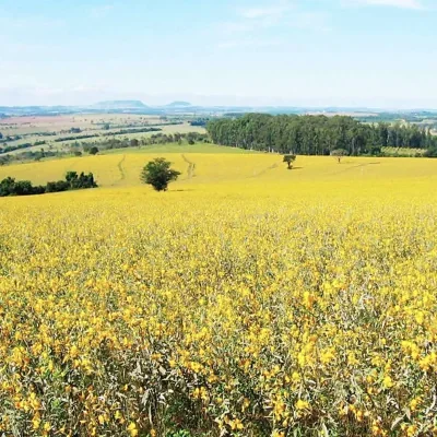Crotalaria spectabilis - Rattlebox, Showy Crotalaria, Showy Rattlebox