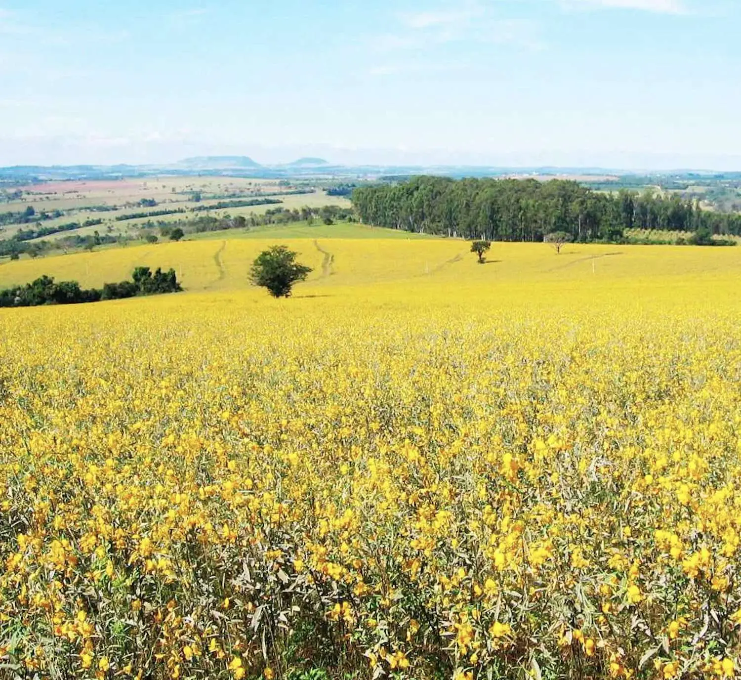 Crotalaria spectabilis - Rattlebox, Showy Crotalaria, Showy Rattlebox