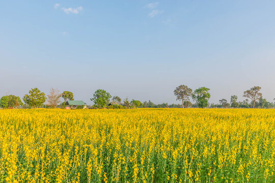 Crotalaria spectabilis - Rattlebox, Showy Crotalaria, Showy Rattlebox - Image 3