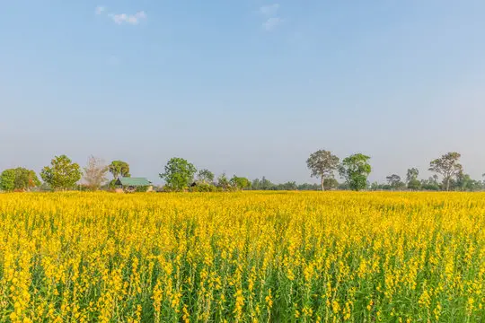 Crotalaria spectabilis - Rattlebox, Showy Crotalaria, Showy Rattlebox - Image 3