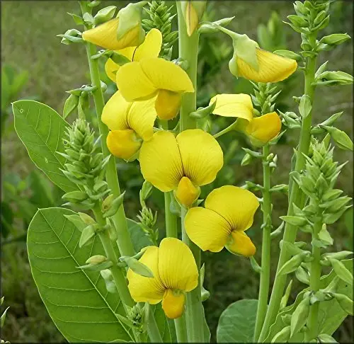 Crotalaria spectabilis - Rattlebox, Showy Crotalaria, Showy Rattlebox - Image 5