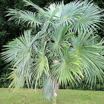 Cryosophila guagara - Guágara Palm