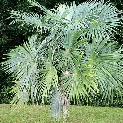 Cryosophila guagara - Guágara Palm
