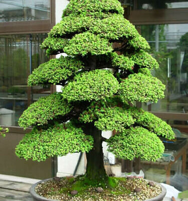Cryptomeria japonica - Japanese Cedar, Sugi
