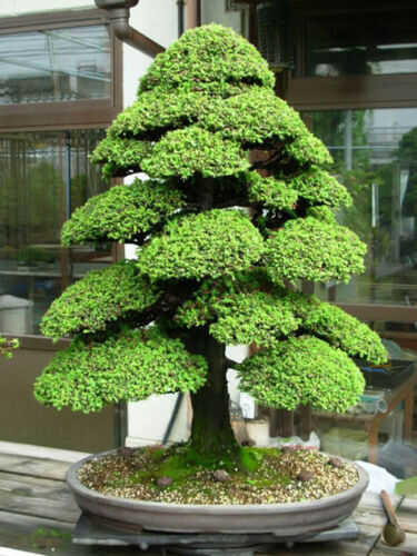Cryptomeria japonica - Japanese Cedar, Sugi