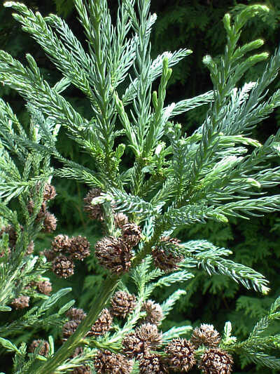 Cryptomeria japonica - Japanese Cedar, Sugi - Image 2