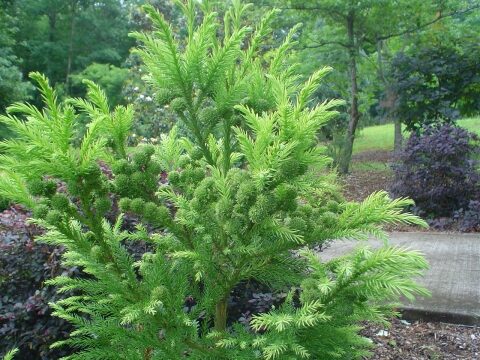 Cryptomeria japonica - Japanese Cedar, Sugi - Image 3