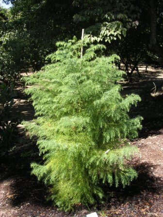 Cryptomeria japonica - Japanese Cedar, Sugi - Image 4