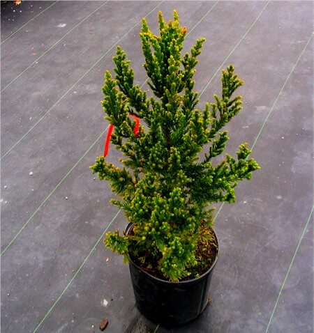 Cryptomeria japonica - Japanese Cedar, Sugi - Image 5
