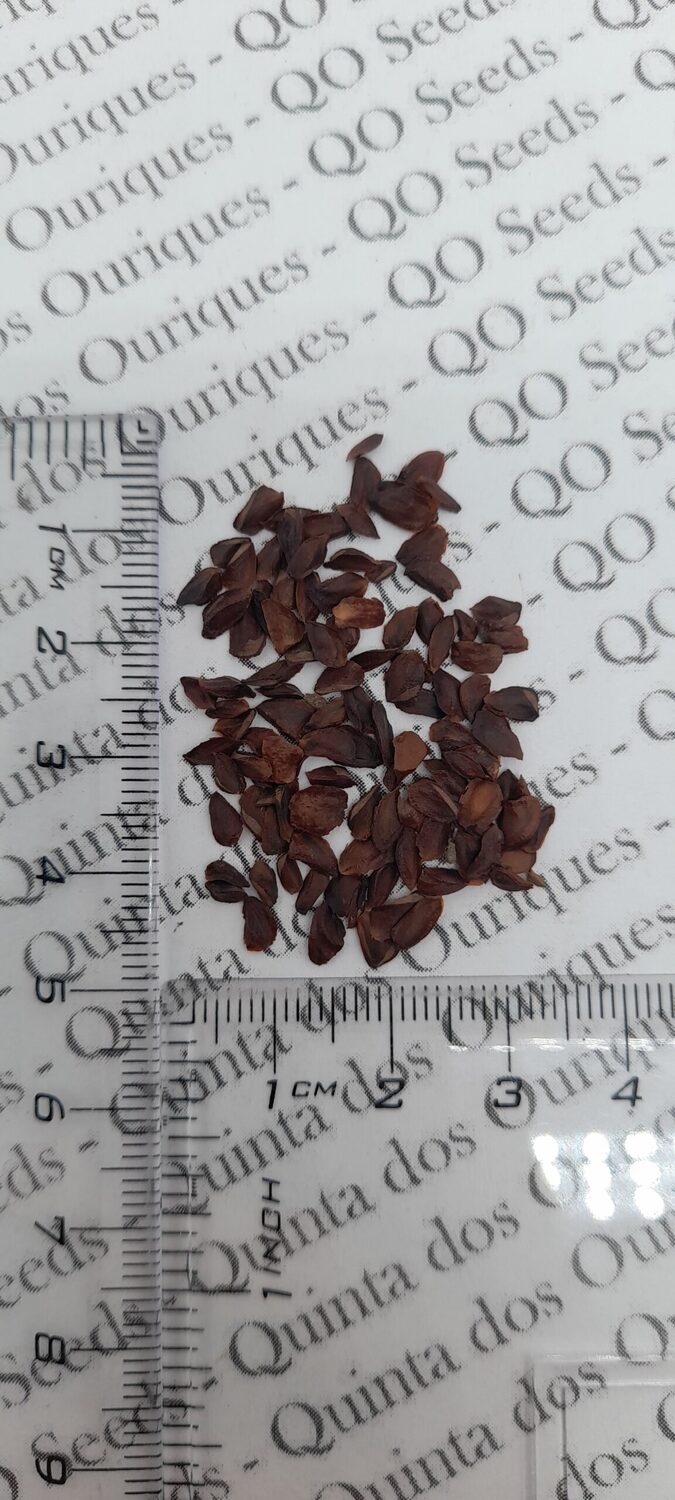 Cryptomeria japonica - Japanese Cedar, Sugi - Image 6