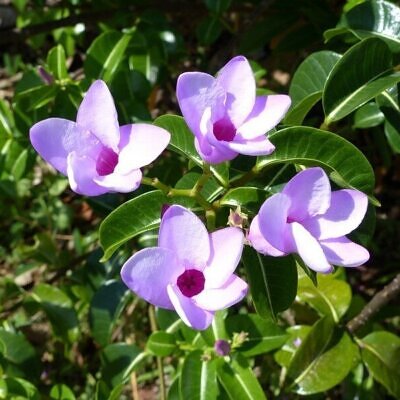 Cryptostegia grandiflora - Rubber Vine