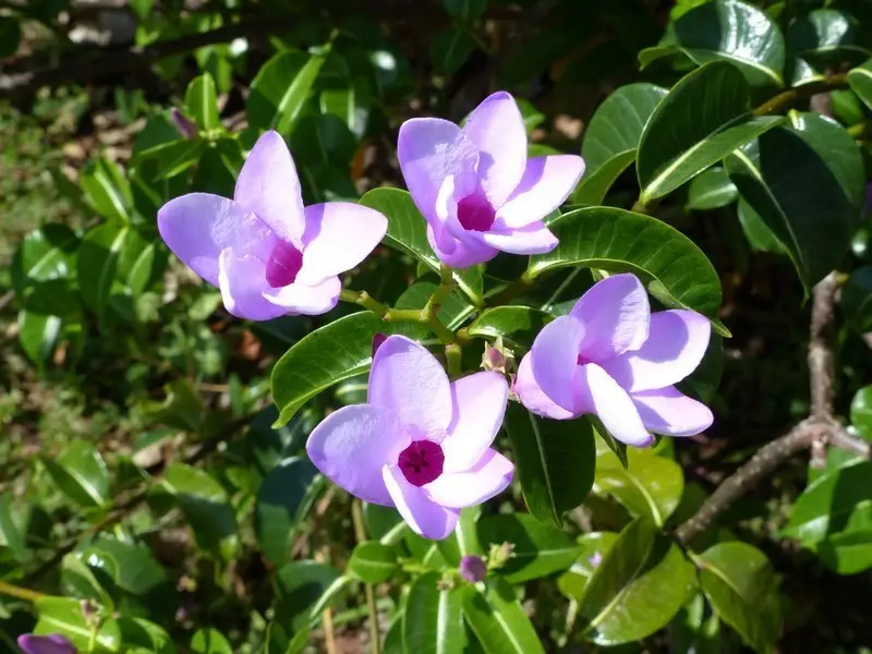 Cryptostegia grandiflora - Rubber Vine