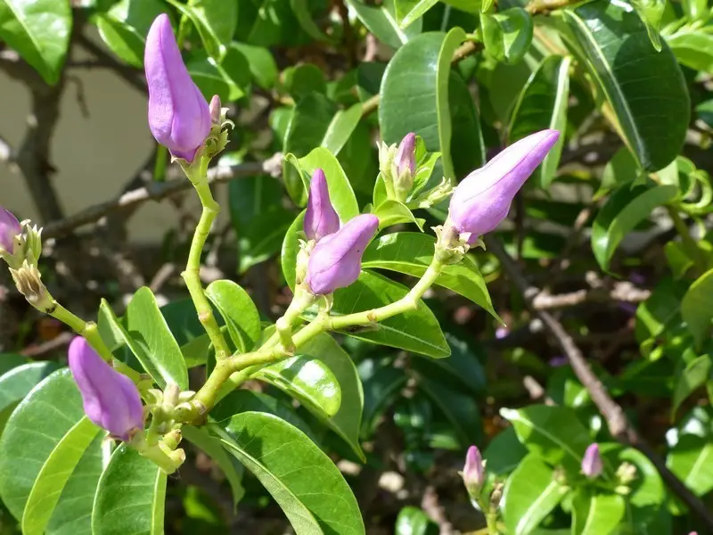 Cryptostegia grandiflora - Rubber Vine - Image 4