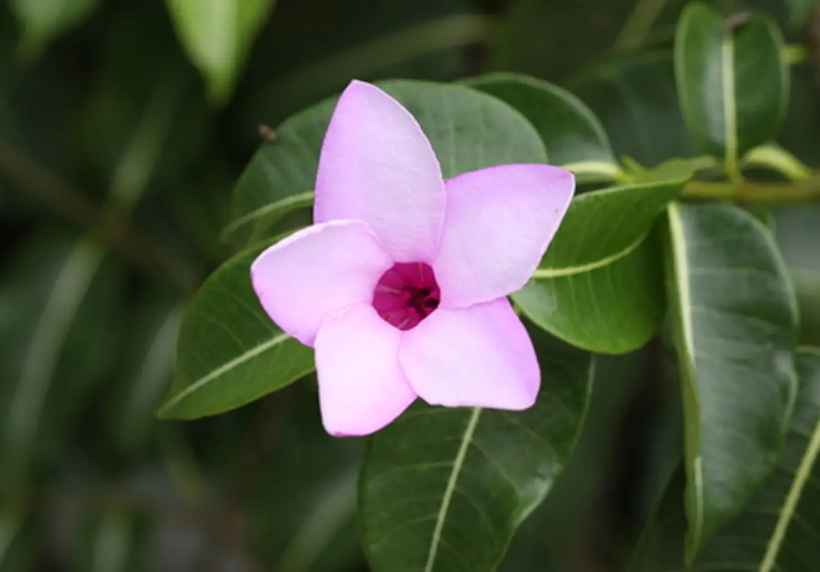 Cryptostegia grandiflora - Rubber Vine - Image 7